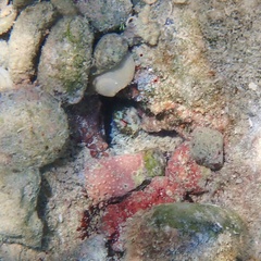 Octopus insularis