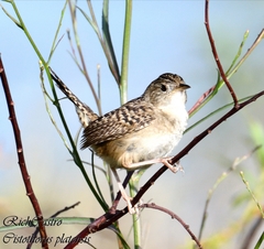 Cistothorus platensis