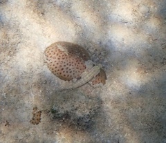 Gnatholepis thompsoni