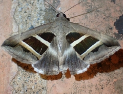 Grammodes bifasciata