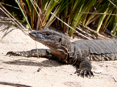 Varanus rosenbergi