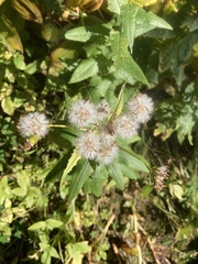 Senecio triangularis