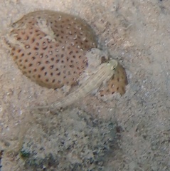 Gnatholepis thompsoni