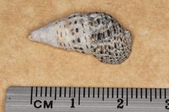 Clypeomorus