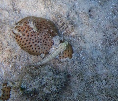 Gnatholepis thompsoni