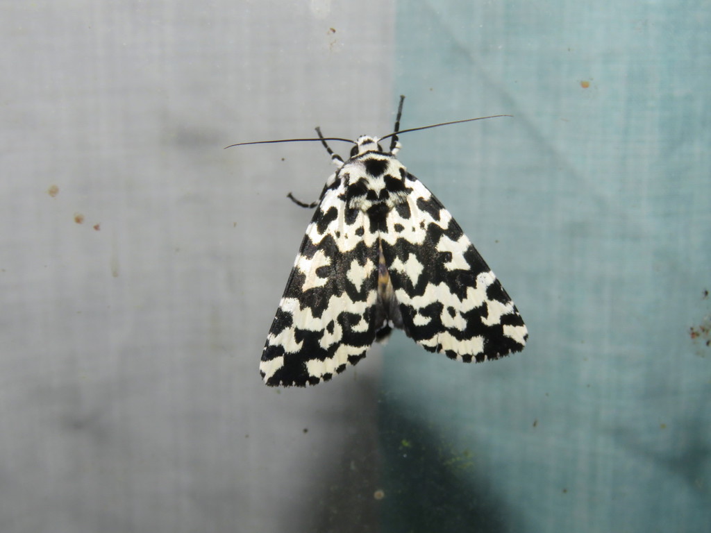 Trichosea mjobergi