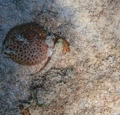 Gnatholepis thompsoni