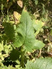 Senecio triangularis