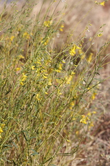 Crotalaria eremaea eremaea