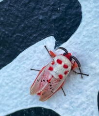 Trosia nigropunctigera