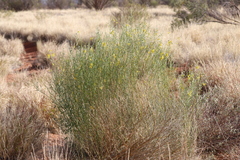 Crotalaria eremaea eremaea