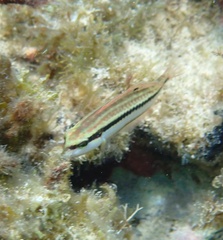 Halichoeres bivittatus