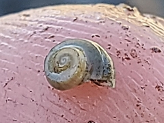 Planorbella trivolvis