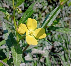 Ludwigia octovalvis