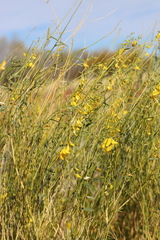 Crotalaria eremaea eremaea