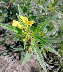 Ludwigia octovalvis