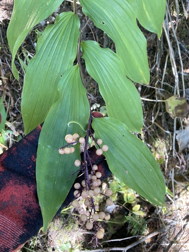 western Solomon's plume