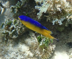 Stegastes leucostictus
