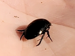 Chrysolina hyperici