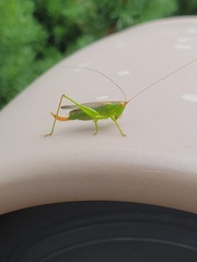 Orchelimum gladiator