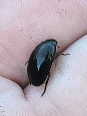 Chrysolina hyperici