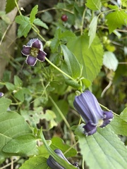 Clematis pitcheri
