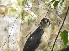 Micrastur semitorquatus