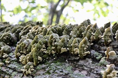Stereum gausapatum