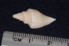 Strombidae