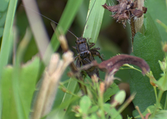 Allonemobius fasciatus