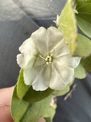 Evolvulus prostratus