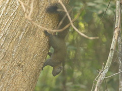 Callosciurus caniceps