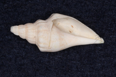 Strombidae