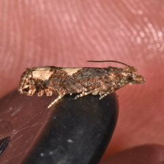 Epinotia trigonella
