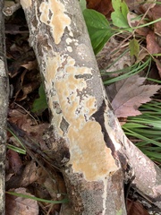 Trichoderma sulphureum