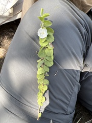 Evolvulus prostratus