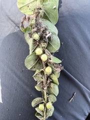 Evolvulus prostratus