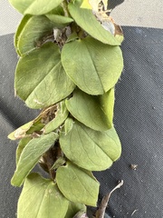 Evolvulus prostratus