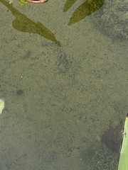 Euglena