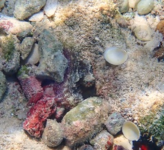 Octopus insularis