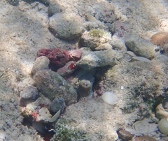 Octopus insularis