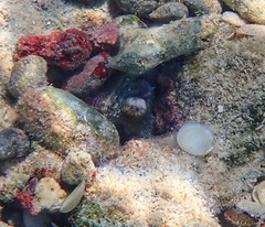 Octopus insularis
