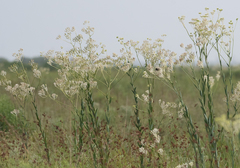 Arnoglossum plantagineum