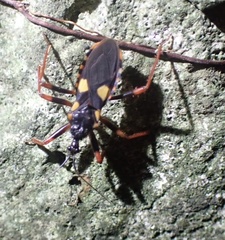 Acanthaspis immodesta