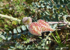 Astragalus lentiginosus nigricalycis