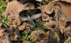 Ionomidotis irregularis