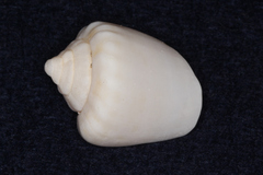 Strombidae