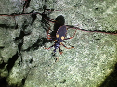 Acanthaspis immodesta