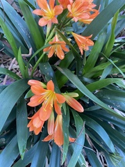 Clivia
