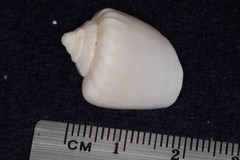 Strombidae
